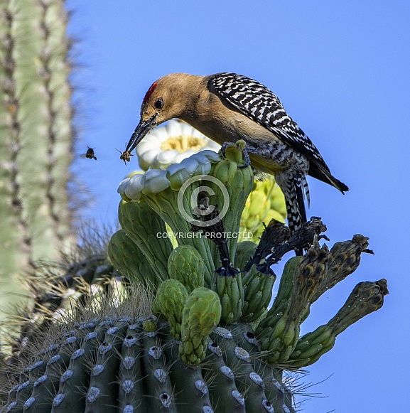 Gila woodpecker catching a bee to eat