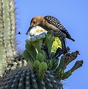 Gila woodpecker catching a bee to eat