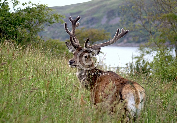 Deer Deer