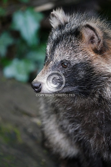 Raccoon Dog Raccoon Dog