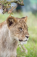 African Lion (young)