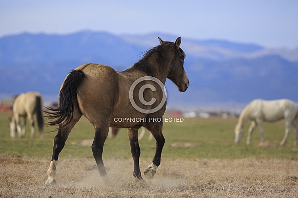 Wild Ranch Horses