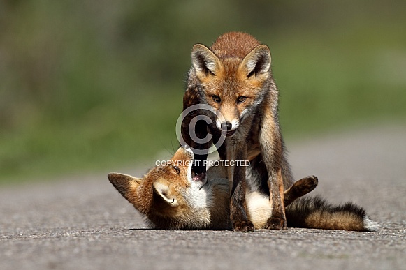 Red Fox Red Fox