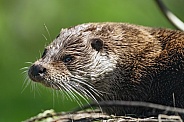 Otter portrait