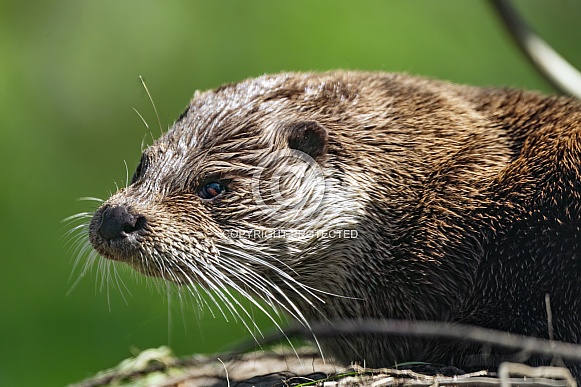 Otter portrait