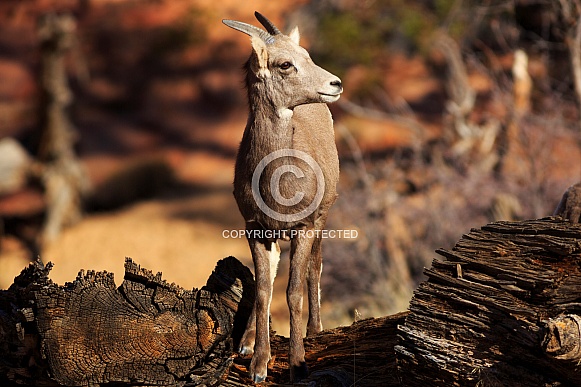 Desert Bighorn Sheep