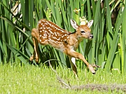 White tailed Deer