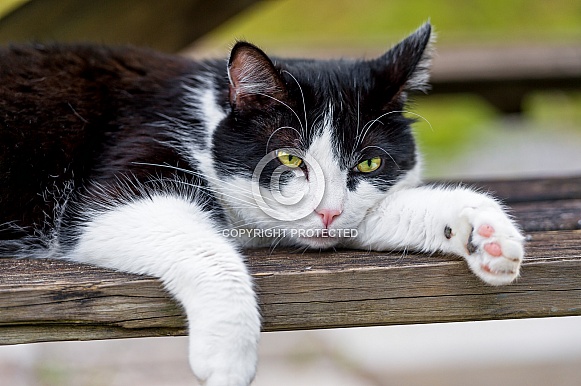 Black and White Cat