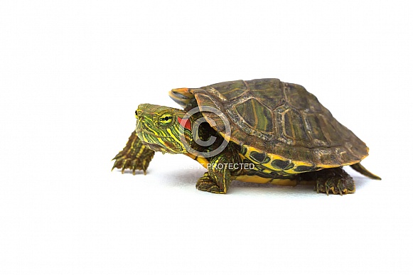 Red-Eared Slider Turtle Red-Eared Slider Turtle