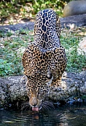 Panamanian Jaguar