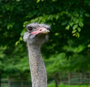 Ostrich
