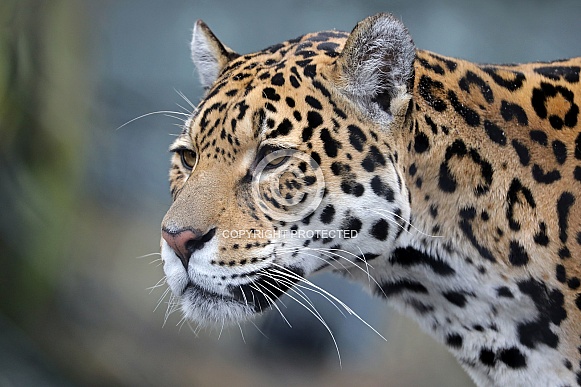 Jaguar (Panthera Onca) Jaguar (Panthera Onca)