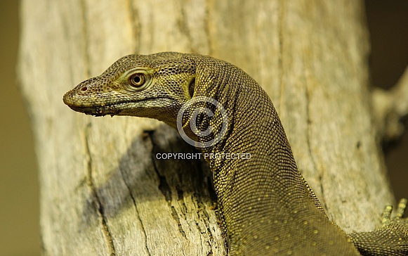 Merten's Water Monitor
