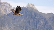 White tailed eagle or European Eagle