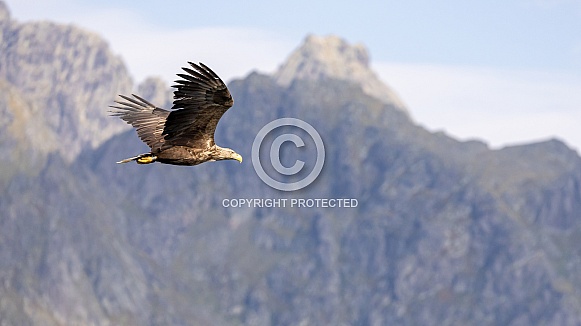 White tailed eagle or European Eagle