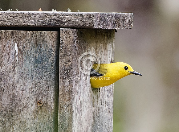 Prothonotary Warbler