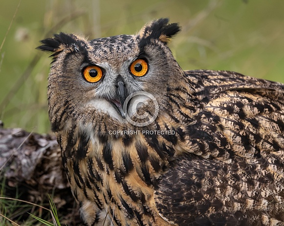 Eurasian Eagle Owl