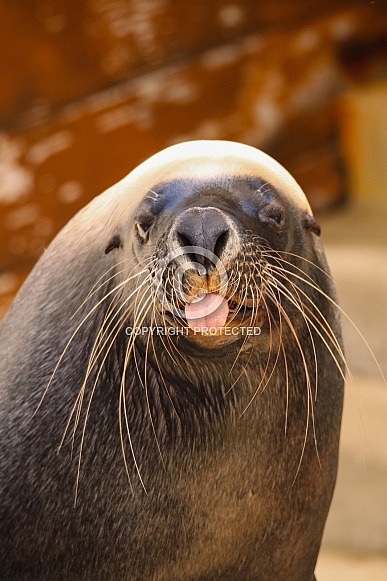 Sea Lion Sea Lion
