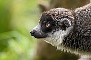 Mongoose Lemur Close Up Side Profile
