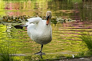 Mute Swan - Kung Foo