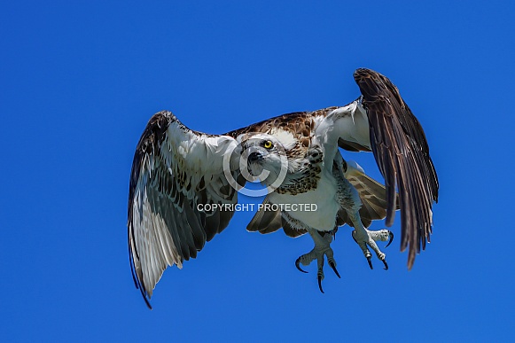 Osprey