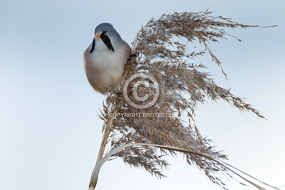 The bearded reedling (Panurus biarmicus)