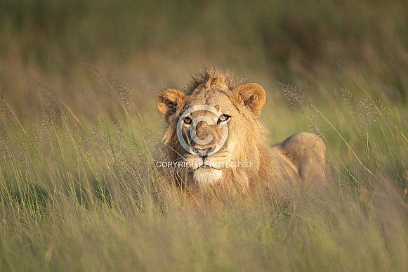 Young male lion in the grass at sunrise