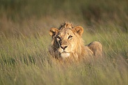 Young male lion in the grass at sunrise