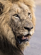 Lion (wild)