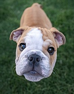 Close up of a bulldog puppy looking up at the camera