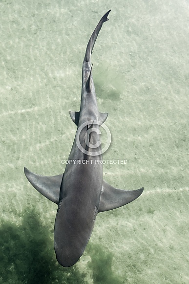 Lemon Shark Lemon Shark