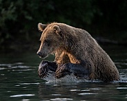 Bear looking at the fish about to get one