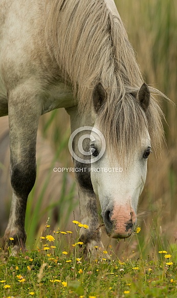 Carneddau Pony