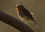 European Robin
