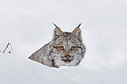 Canada Lynx