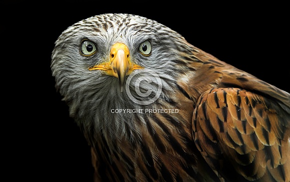 Black Kite Close up Black Kite Close up