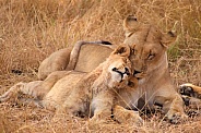 Lion cub with mother