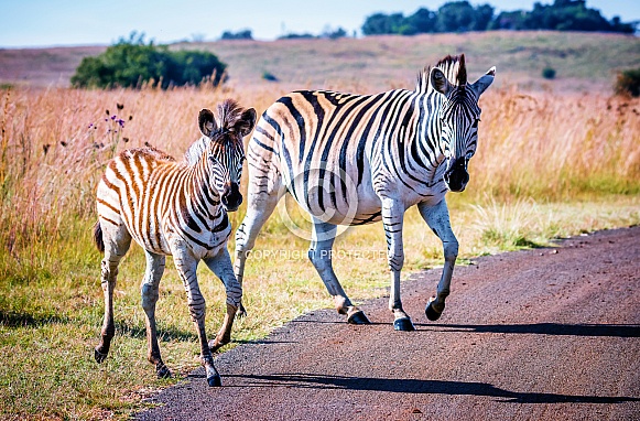 Zebra and Foal