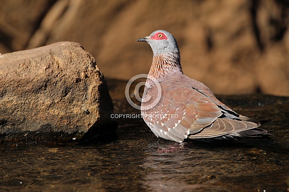 Rock pigeon