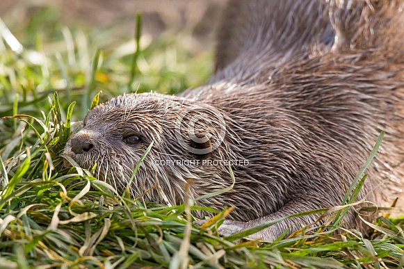 Asian short-clawed otter