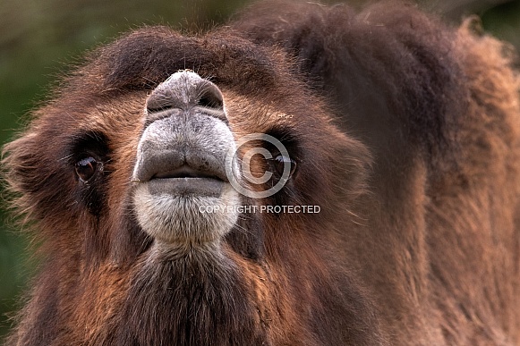 Close Up Face Shot Bactrian Camel