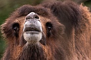 Close Up Face Shot Bactrian Camel