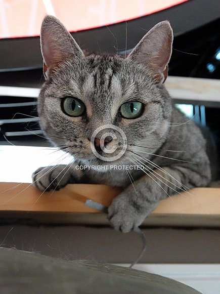 Domestic cat Domestic cat