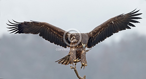 White tailed eagle or European Eagle