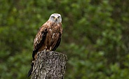 Black Kite On Tree Stump Full Body