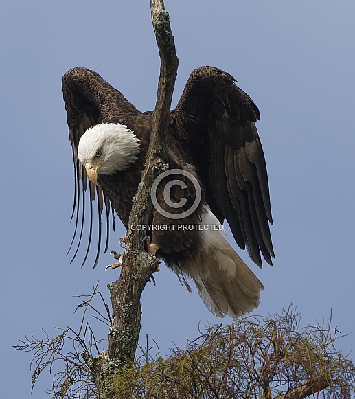 Bald Eagle