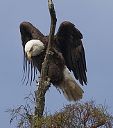 Bald Eagle