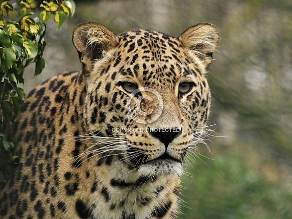 Persian Leopard Persian Leopard