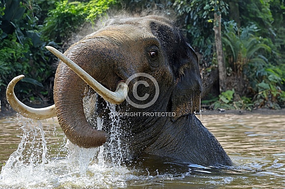 Indian Elephant (Elephas maximus indicus)