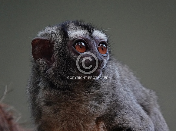 Gray-Handed Night Monkey Gray-Handed Night Monkey
